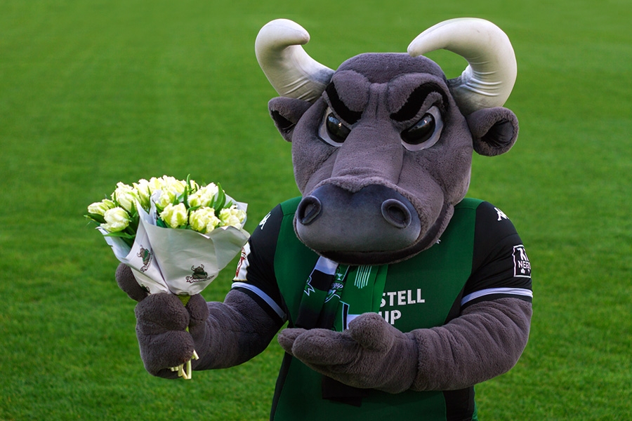 Бык март. Браун хайленд бык. Блэк ангус бык. Cow sounds. Абердин блэк ангус.