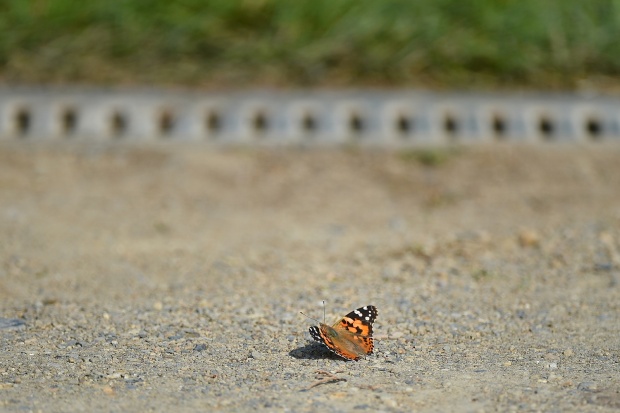 dsc_84023.jpg
