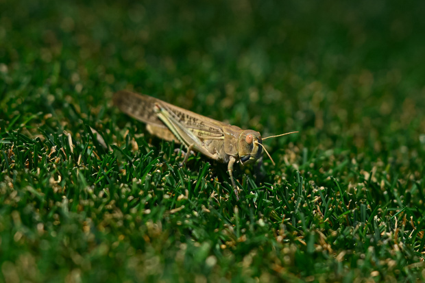 z63_4414.jpg